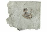 Two Flexicalymene Trilobite Fossils - Mt Orab, Ohio #201133-1